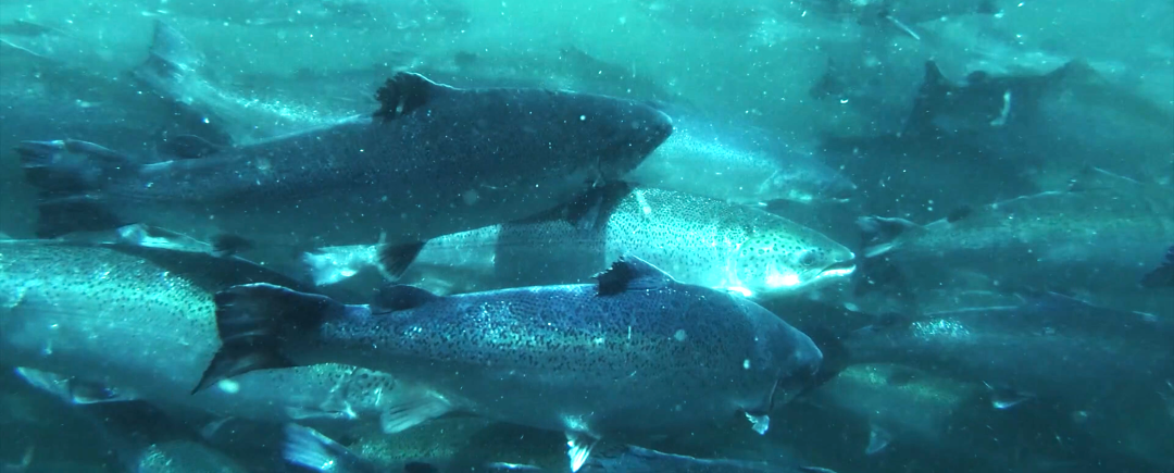 【科普】誤差率不足3%，數智化養殖數清海里的三文魚